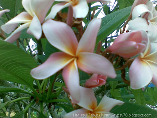 Frangipani Flowers